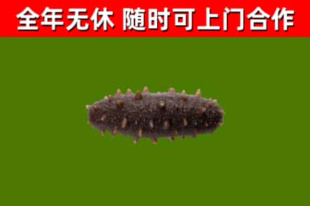揭阳烟酒回收干海参.jpg